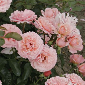 Rosa Floribunda Botticelli