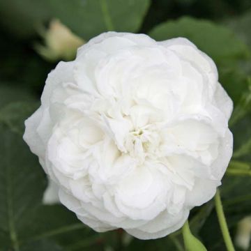 Rosa antica Boule de Neige