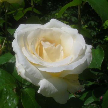 Rosa Pascali