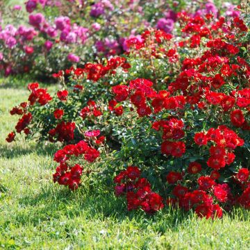 Rosa tappezzante Rouge Cascade