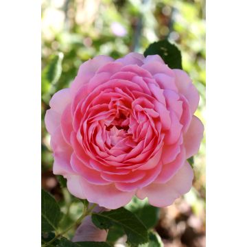 Rosa Jubilee Celebration