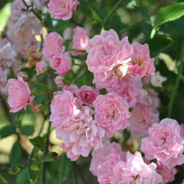 Rosa banksiae Rosea - Rosa di Lady Banks