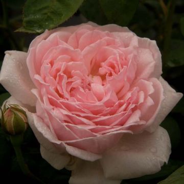 Rosa Eglantyne