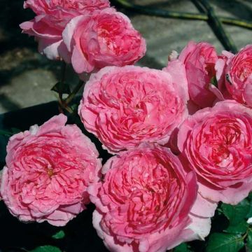 Rosa Generosa Elodie Gossuin