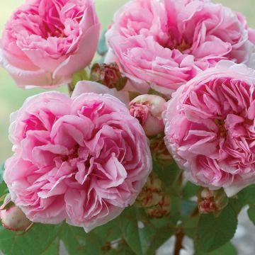 Rosa antica Madame Ernest Calvat