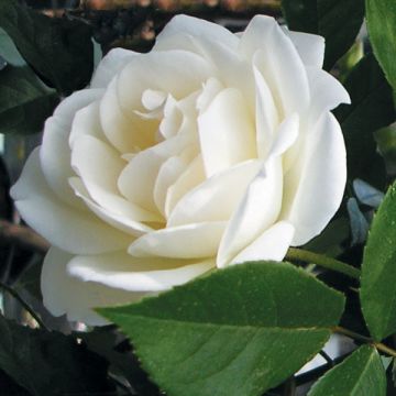 Rosa Floribunda Bianca Iceberg (Schneewittchen)