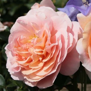 Rosa Floribunda Garden of Roses