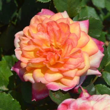 Rosa Generosa Laurent Voulzy