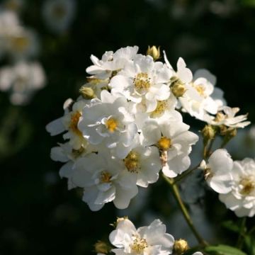 Rosa multiflora Bobbie James