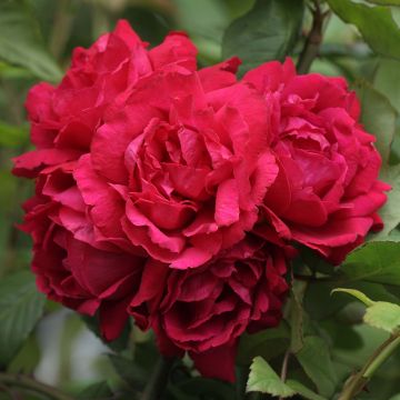 Rosa rampicante Blaze Superior