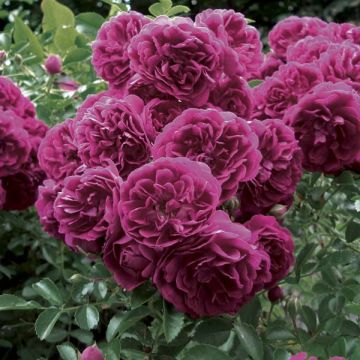 Rosa rampicante Crimson Shower