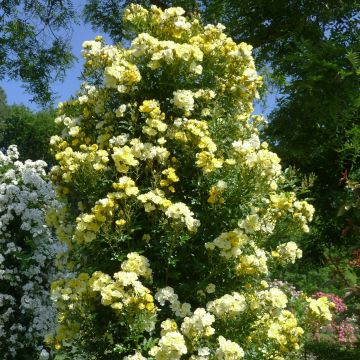 Rosa rampicante Golden Age