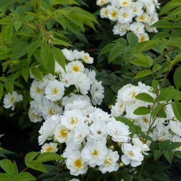 Rosa multiflora Seagull