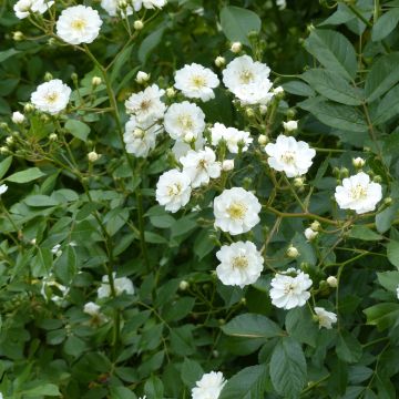 Rosa ad alberello Guirlande d'Amour