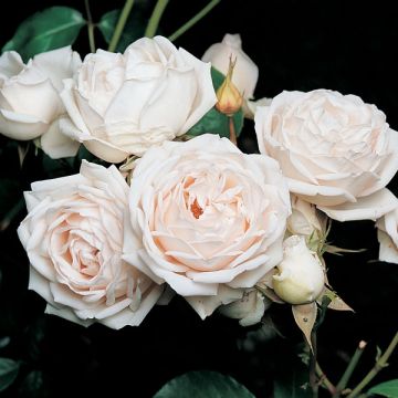 Rosa Generosa Martine Guillot