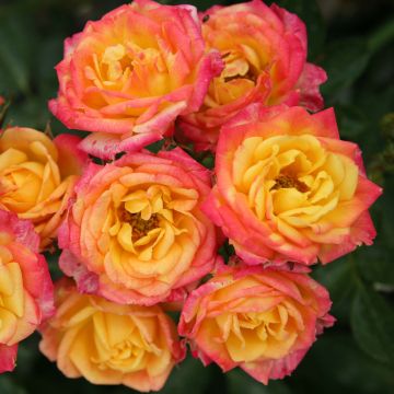 Rosa tappezzante Lilliputs Little Sunset