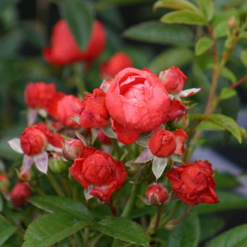 Rosa tappezzante Koster Orange