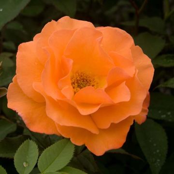 Rosa rampicante Orange Climber