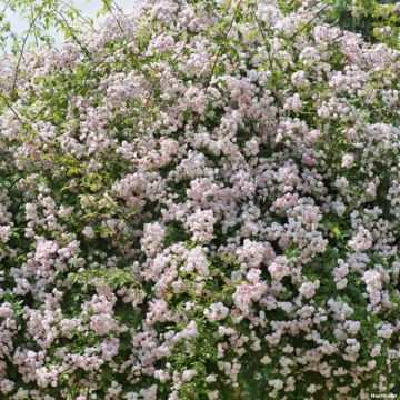 Rosa moscata rampicante Paul's Himalayan Musk