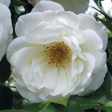 Rosa Princesse de Galles