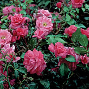 Rosa tappezzante Rigo Bonaparte