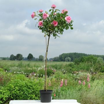 Rosa ad alberello Côté jardin Orapent