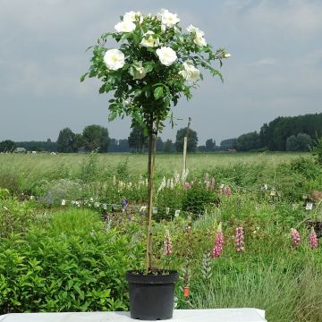 Rosa ad alberello White Flower Carpet (NOAschnee)