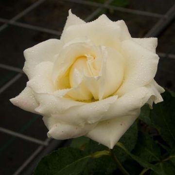 Rosa White Symphony