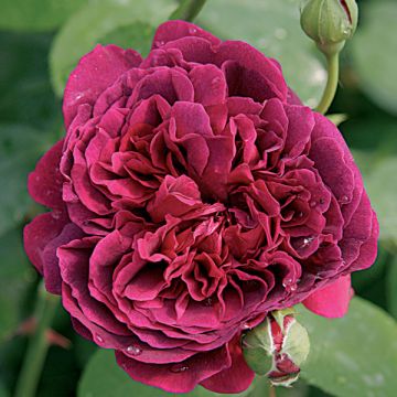 Rosa William Shakespeare 2000