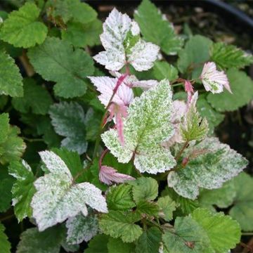 Rubus microphyllus Variegatus' - Rovo ornamentale