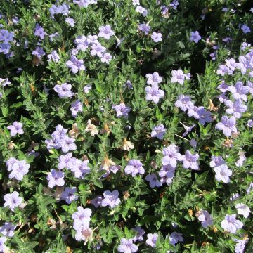 Ruellia humilis