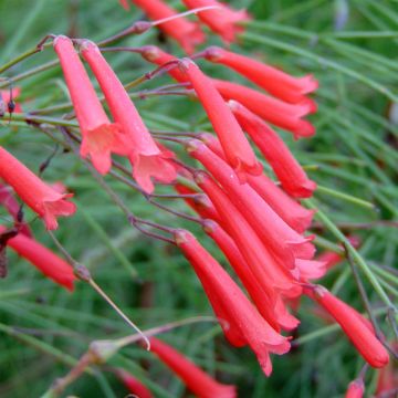 Russelia equisetiformis - Russelia equisetiforme