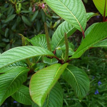 Salix fargesii