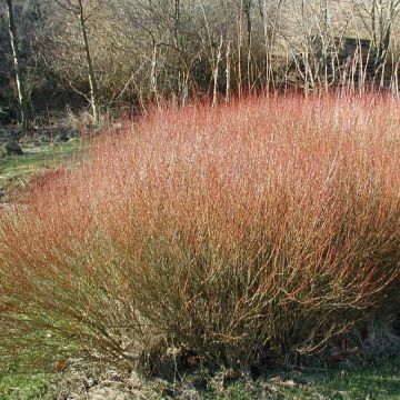 Salix purpurea - Salice rosso