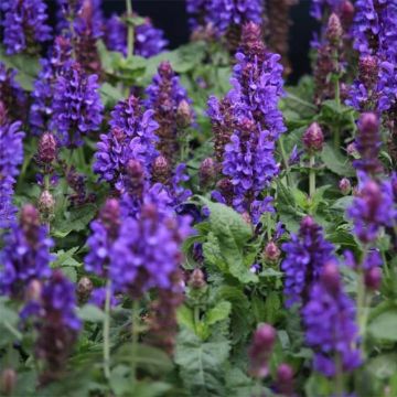 Salvia nemorosa Blue Marvel