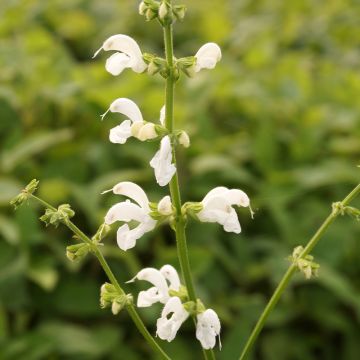 Salvia pratensis Swan Lake - Salvia dei prati