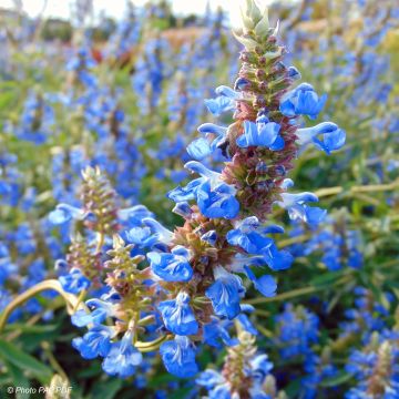 Salvia uliginosa African Skies - Salvia delle paludi