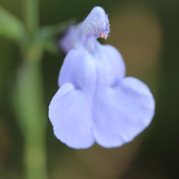 Salvia microphylla Delice Aquamarine - Salvia arbustiva