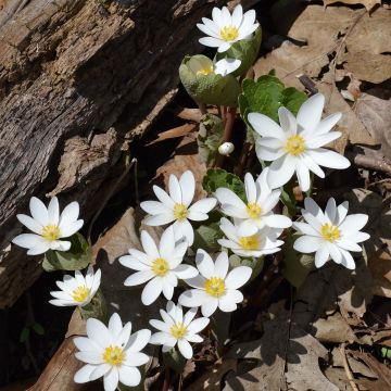 Sanguinaria canadensis