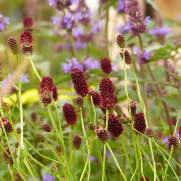 Sanguisorba officinalis Red Thunder - Salvastrella maggiore