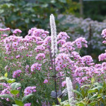 Aster novae-angliae Rosa Sieger - Astro settembrino