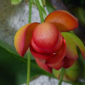 Schisandra rubriflora - Bacca dei 5 sapori