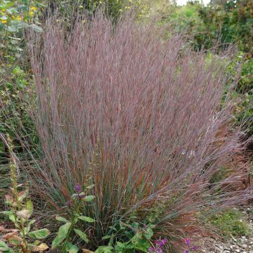 Schizachyrium scoparium Standing Ovation