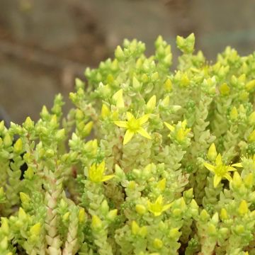 Sedum acre Yellow Queen - Borracina acre