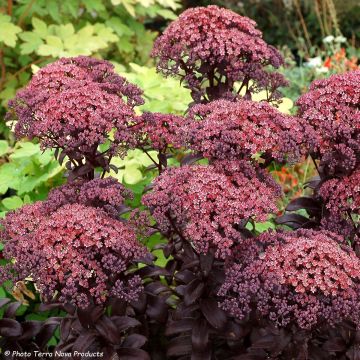 Sedum telephium Dark Magic