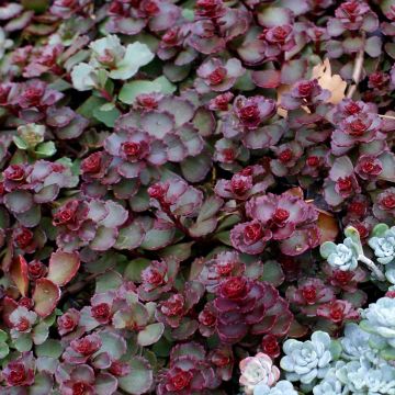 Sedum spurium Dragon Blood