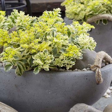 Sedum takesimense Atlantis