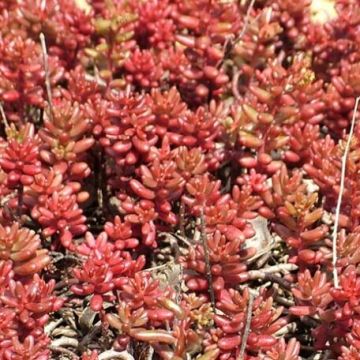 Sedum album var. murale - Borracina bianca