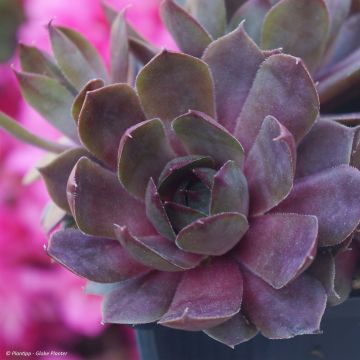 Sempervivum Chick Charms Plum Perfect - Semprevivo