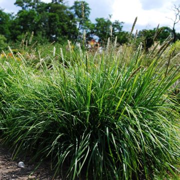 Sesleria autumnalis - Sesleria d'autunno